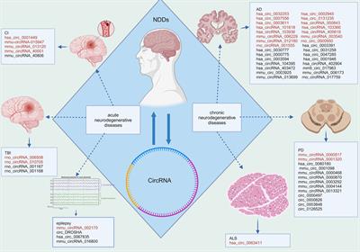 The clinical perspective of circular RNAs in neurodegenerative diseases: potential diagnostic tools and therapeutic targets